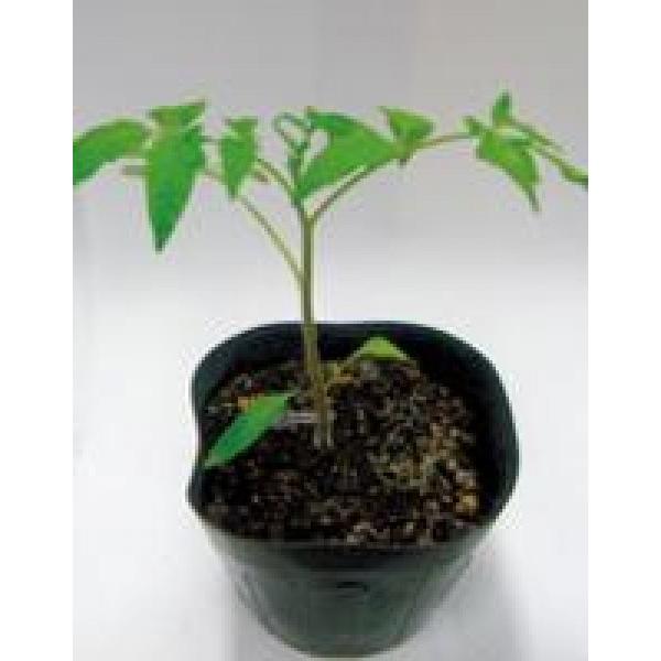 yg}g̑؁z@TJ^z@uthVbvv@PRIMAXq@IWi100@12ȍ~̂͂\