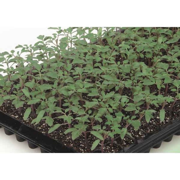 yg}g̑؁z@TJ^z@@obNA^bN@100iXIWi܁j@PRIMAXq@V^l͎q؂ւ12ȍ~̂͂\