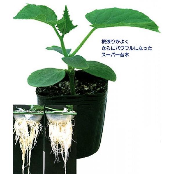 yLȆ؎qzJlRz@og[@350@