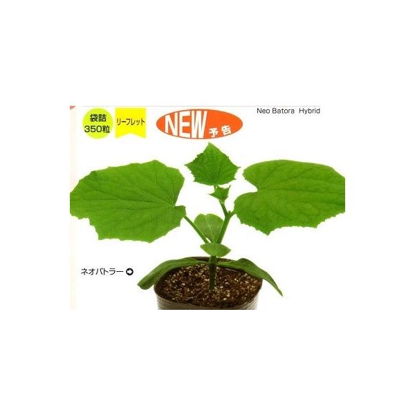 yLȆ؎qzJlRz@lIog[@350@[J[/s