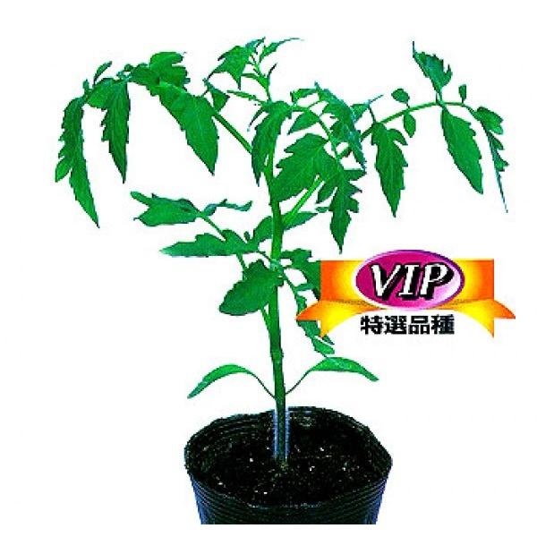 yg}g̑؎qzJlRz@liƁj100@12ȍ~̂͂\@[J[/s