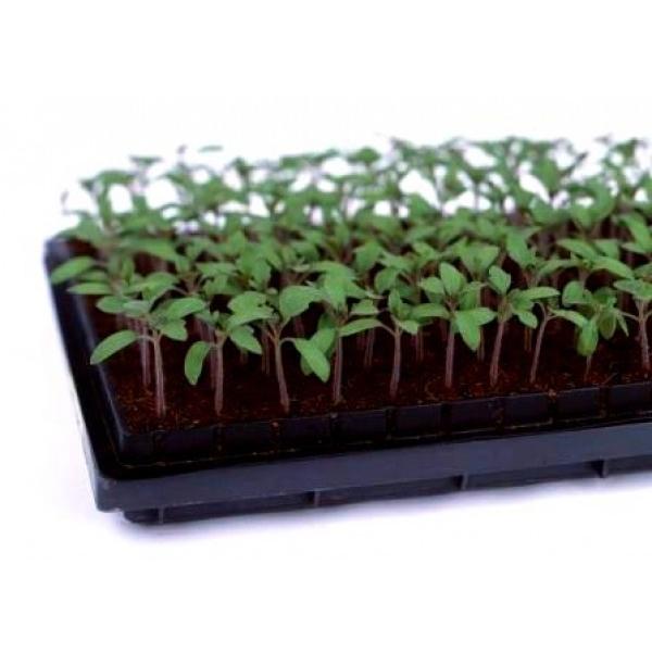 yg}g̑؁zOc@u΂鍪11v100@12ȍ~̂͂\@[J[/s