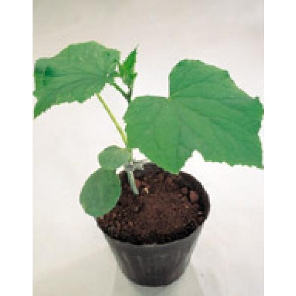 yLȆ؁zTJ^z@mdvwX[p[₩irj0-908jx350@[J[/s