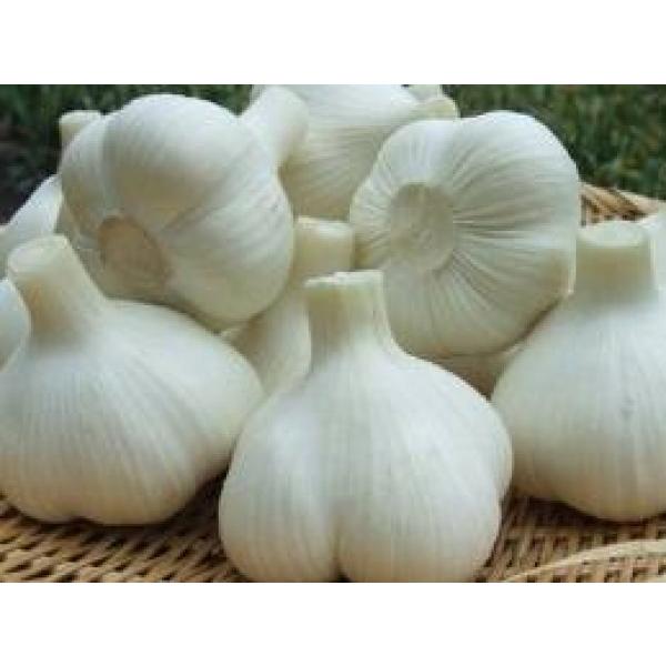 yɂɂqz@XY@zCgZЃjjN@bk1kg@@͂8{\