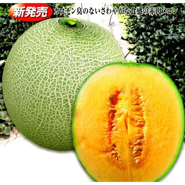 yqz@Vzia_j@ԓ@uVN[hv@100@sV^l͎q؂ւ1ȍ~̂͂\