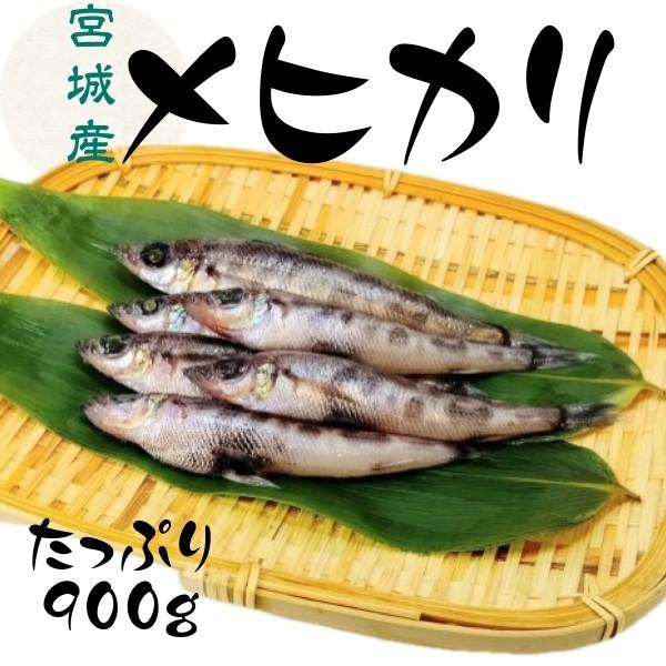 宮城県 産 メヒカリ たっぷり 900g身 は 淡白 で やわらかく 脂 が のっています口どけ の 軽い とろける 白身【おすすめ調理法】唐揚げ 南蛮漬け マリネ 天ぷら に 最適