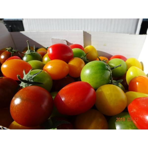 こんな贅沢はありません！！豊橋が誇る、最高品質のミニトマト、あまえぎみ、クレア、麗をミックスいたしました。美味しさを食べ比べてください。お使い物にも最適！！！あまえぎみは、”緑”とオレンジ”クレアは、”レッド”と”イエロー”と”オレンジ”一...