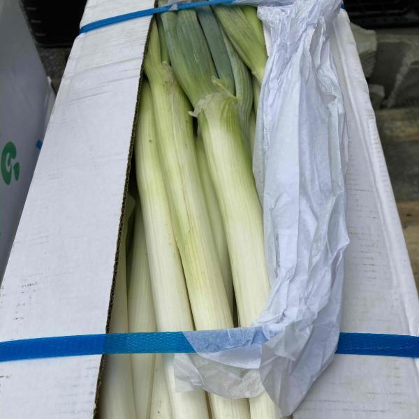 お店屋さん、仕入れにいかがですか？すぐに発送いたします。