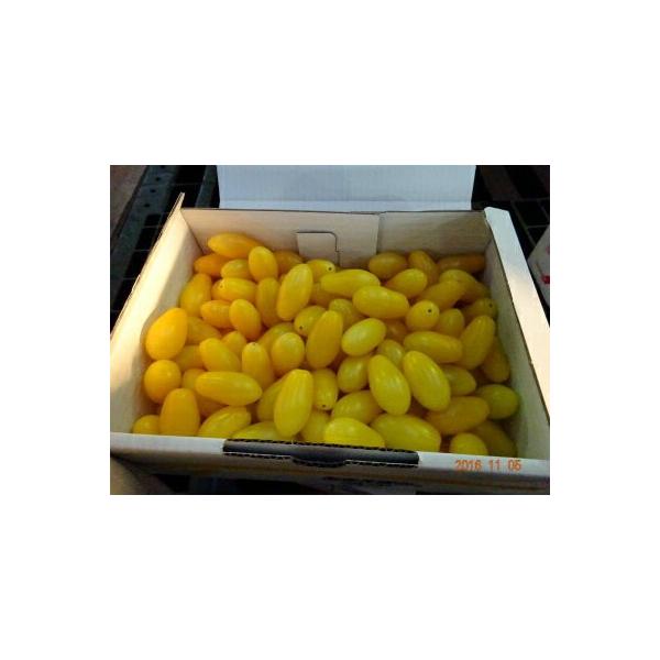 豊橋産フルーツミニトマト　あまえぎみ　クレア（黄）1ｋｇ豊橋で生産量の多いミニトマト。その中でもとりわけ評価の高いミニトマト”あまえぎみ”その中でも”クレア”は甘さと独特の”プチッ！”とした食感が最高です。その後でジューシーな果汁ならぬ、ト...