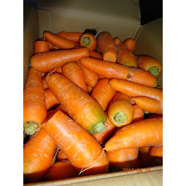 業務用でお使いの方、お徳用の設定です。お徳用サイズ、約20ｋｇ国産、訳あり人参入荷しました。送料無料地域（中部、関西、北陸、関東、信越）その他の地域は別途送料がかかります国産の人参の優品、はねだしです。形が悪かったり、割れていたり、大きさが...