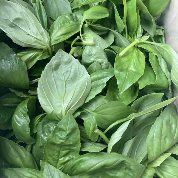 業者さん向けです。出荷までに4〜5日かかります。余裕を持ってご注文ください。