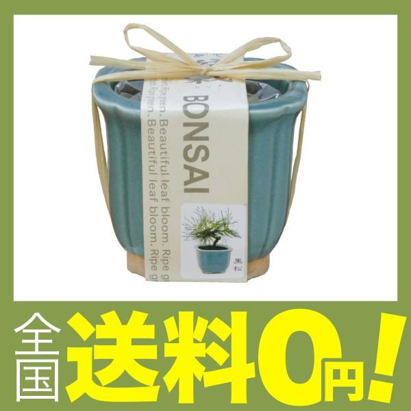 聖新陶芸 和心盆栽セット 黒松 Gd 41 Buyee Buyee Japanese Proxy Service Buy From Japan Bot Online