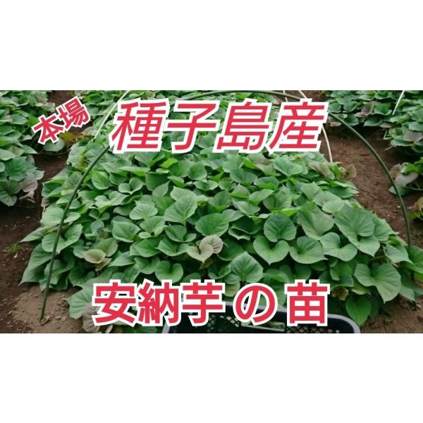 売り尽くしセール開催中 7 10販売終了です 安納芋苗 安納紅 100 本種子島の安納芋農家より直送予備苗として 増量中 Buyee Buyee 提供一站式最全面最專業現地yahoo Japan拍賣代bid代拍代購服務