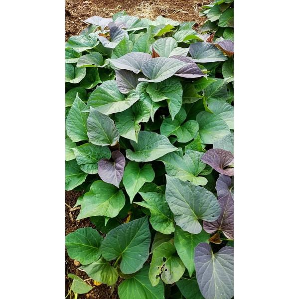 売り尽くしセール開催中 7 10販売終了です 安納芋苗 安納紅 100 本種子島の安納芋農家より直送予備苗として 増量中 Buyee Buyee 提供一站式最全面最專業現地yahoo Japan拍賣代bid代拍代購服務