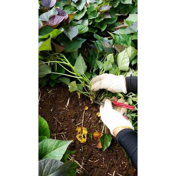 売り尽くしセール開催中 7 10販売終了です 安納芋苗 安納紅 100 本種子島の安納芋農家より直送予備苗として 増量中 Buyee Buyee 提供一站式最全面最專業現地yahoo Japan拍賣代bid代拍代購服務