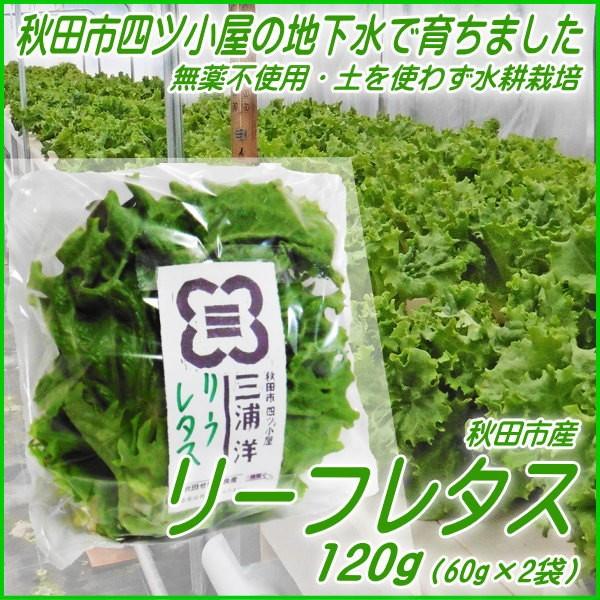 リーフレタス 1g 水耕栽培 農薬不使用 採れたて直送便 Sl 1 品川食品館 Yahoo 店 通販 Yahoo ショッピング