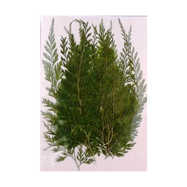 【ご購入後の当店からの連絡はご登録のメールアドレスに通知いたします。必ずご確認ください】フクサン 押し花パック シダ FUK-1014