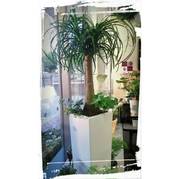 観葉植物 ポニーテール ノリナ トックリラン Buyee Buyee Japanischer Proxy Service Kaufen Sie Aus Japan