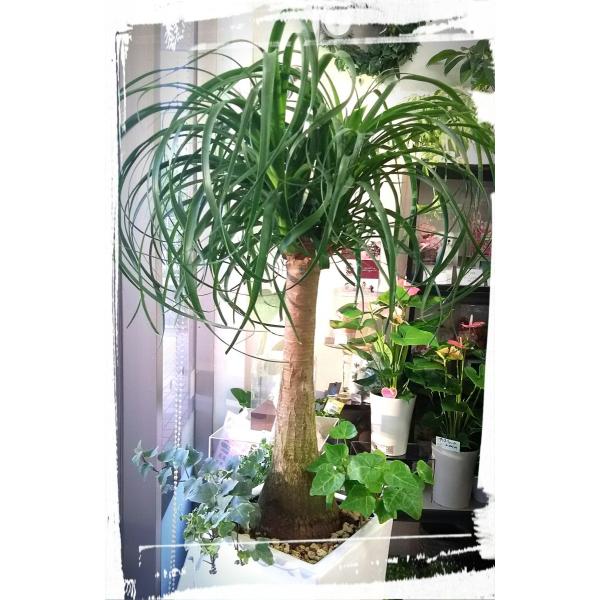 観葉植物 ポニーテール ノリナ トックリラン Buyee Buyee Japanischer Proxy Service Kaufen Sie Aus Japan