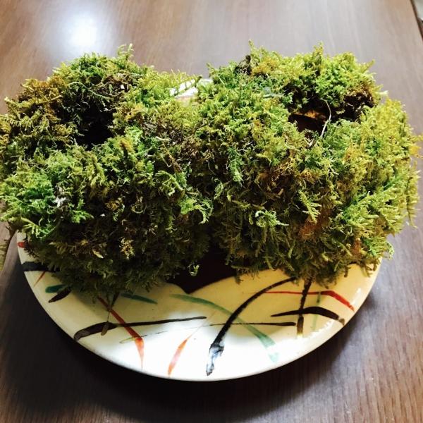 苔玉・苔 TAKA 植え替え用苔玉ポット2個セット : 新店琵琶湖の苔ショップとら