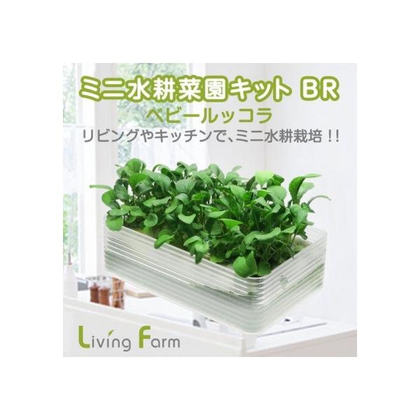 リビングファーム Lfs 328 ミニ水耕菜園キットbr ベビールッコラ メーカー直送 代引き 同梱包不可 栽培キット 水耕栽培 栽培セット 862 Lfs 328 新未来創造 通販 Yahoo ショッピング