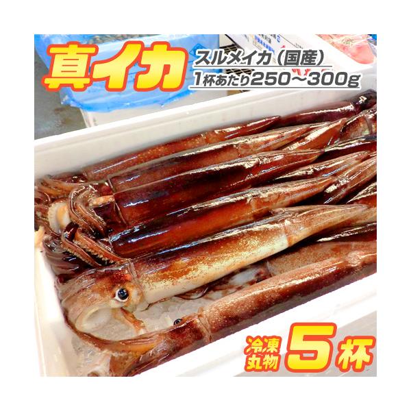 生冷凍 丸物 するめいか 5杯 | 縁日 屋台 行楽 イベント 真イカ 刺身 生食可 お祝い 業務用 敬老の日 収穫祭 御歳暮 お歳暮