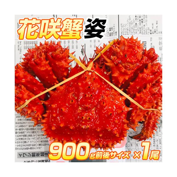 花咲蟹 900gサイズ × 1尾 ハナサキガニ カニ かに 蟹 姿 ボイル 根室名物 御歳暮 お歳暮 爆買い 爆買