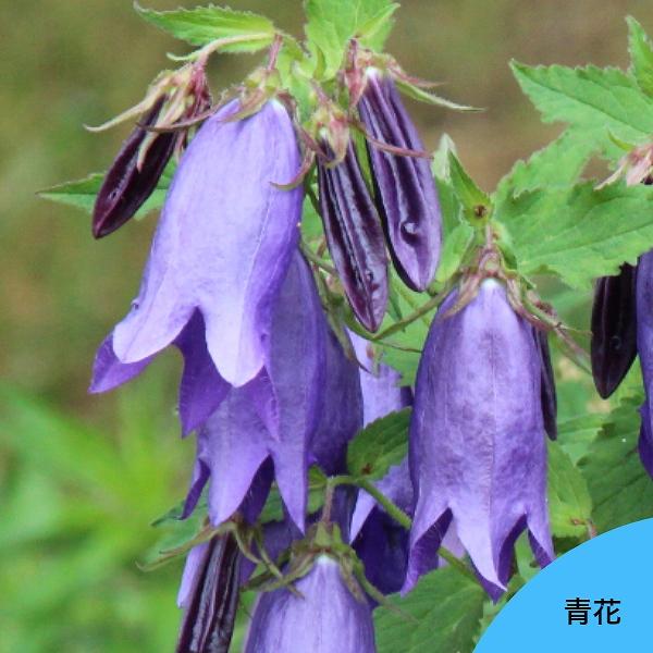 　学名：Campanula“Sarastro”（カンパニュラ サラストロ）　別名：青花ホタルブクロ　和名：蛍袋　分類：キキョウ科ホタルブクロ属　耐寒性多年草　草丈：30〜50ｃｍ　開花時期：6〜7月　管理場所：日向〜半日陰　耐暑性（弊社で経...