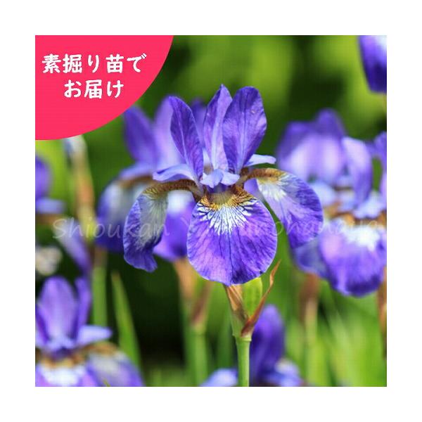 ※写真は成長後のイメージ画像です。※根だけでのお届けとなります。到着後、畑や鉢へ植え込みが必要になります。商品規格：地堀り苗(裸苗)商品名：アヤメ（あやめ）和名：菖蒲、文目、綾目学名：Iris sanguinea【山野草】【耐寒性多年草】【...
