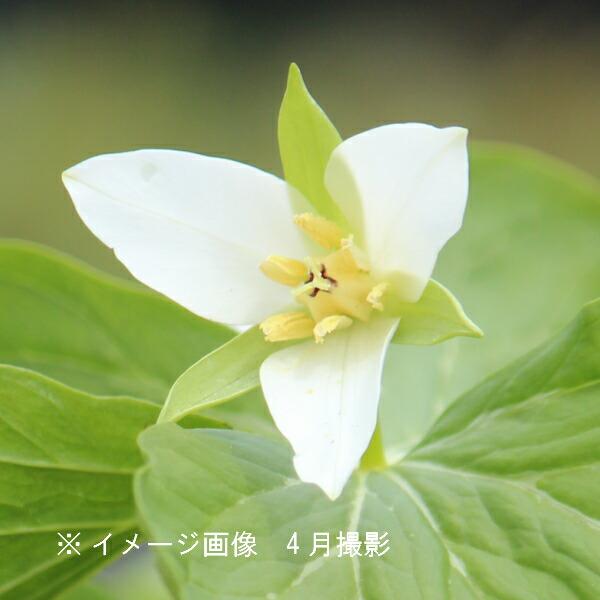 1ポット オオバナエンレイソウ10 5cmポット苗 山野草 耐寒性多年草 大花延齢草 休眠株を植え付けてお届け そのまま春まで栽培可能 紫桜館 山の花屋 通販 Yahoo ショッピング