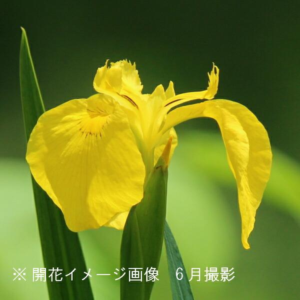 キショウブ 10.5cmポット苗 湿地性多年草/ビオトープ/黄菖蒲/※5/16葉が