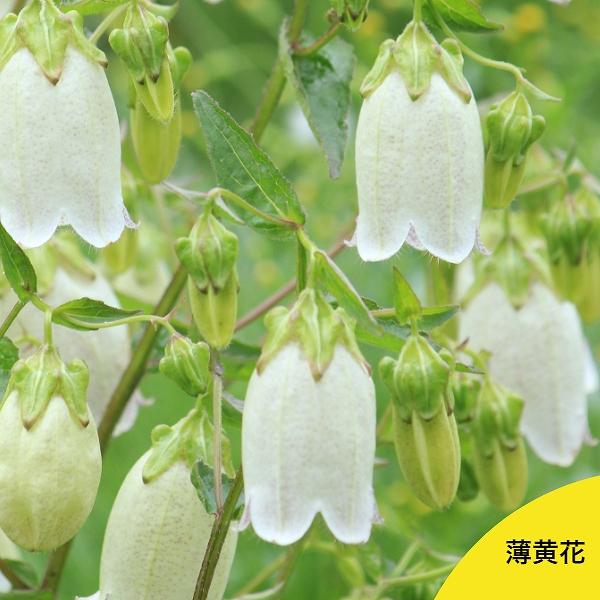 1ポット 薄黄花ホタルブクロ 9cmポット苗 山野草 耐寒性多年草 蛍袋 カンパニュラ 9月末に植えつけた苗です 紫桜館 山の花屋 通販 Yahoo ショッピング