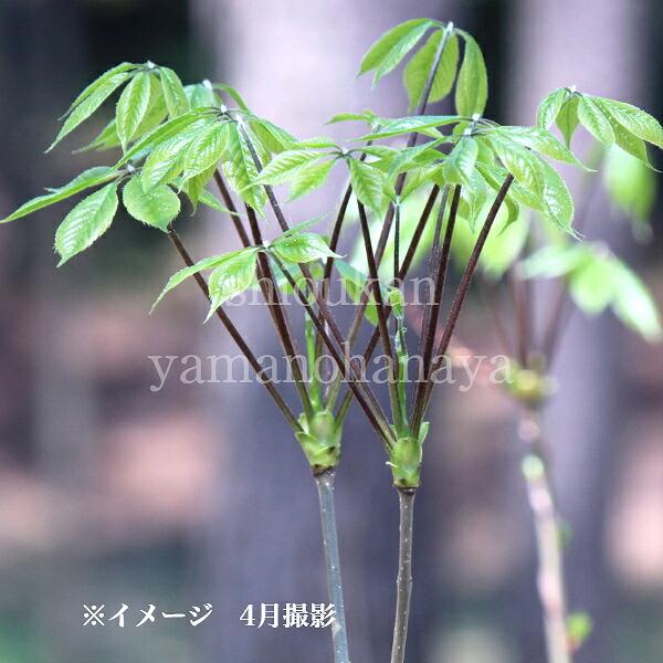 　商品名：コシアブラ（こしあぶら）　和名：漉油　学名：Eleutherococcussciadophylloides　分類：ウコギ科ウコギ属　落葉高木　開花時期：7〜8月　収穫適期：4〜5月　耐暑性（弊社で経験済みの温度）：２５℃　耐寒性（...