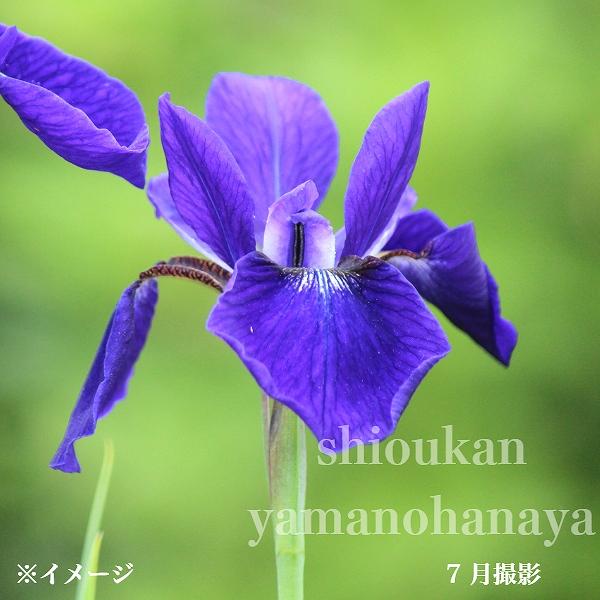 (20ポット)サキガケアヤメ10.5cm苗20ポットセットの魅力