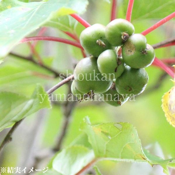 1ポット サルナシ 10 5cmポット挿し木苗 果樹苗 猿梨 マタタビの仲間 9 16落葉しました 紫桜館 山の花屋 通販 Yahoo ショッピング