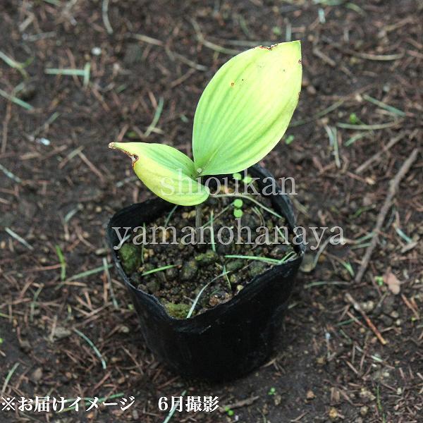 1ポット 日本スズラン9cmポット苗山野草 耐寒性多年草 鈴蘭 今季開花終了 Buyee Buyee 提供一站式最全面最專業現地yahoo Japan拍賣代bid代拍代購服務