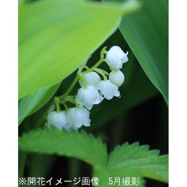 1ポット 日本スズラン9cmポット苗山野草 耐寒性多年草 鈴蘭 今季開花終了 Buyee Buyee 提供一站式最全面最專業現地yahoo Japan拍賣代bid代拍代購服務