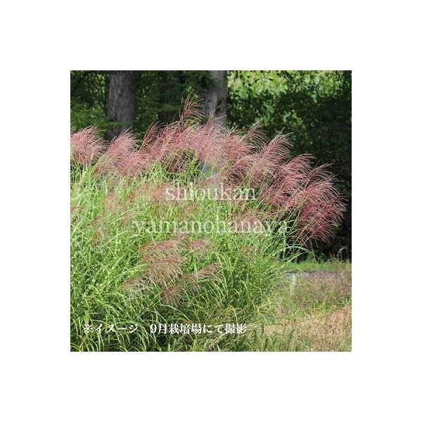 1ポット タカノハススキ 10 5cmポット苗 山野草 耐寒性多年草 矢羽薄 鷹の羽ススキ Buyee Buyee Japanese Proxy Service Buy From Japan Bot Online