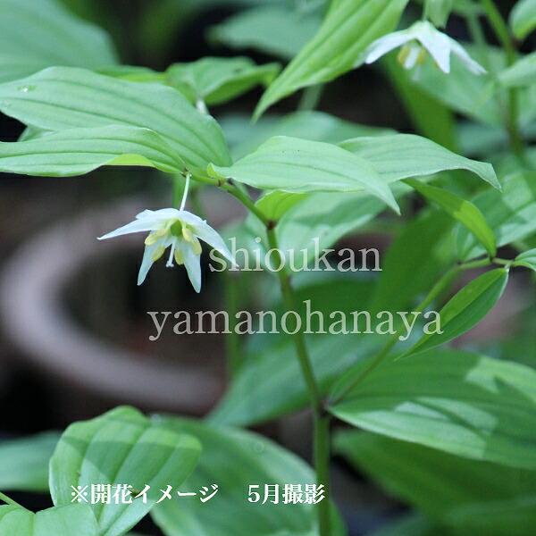 チゴユリ 9cmポット苗 山野草/耐寒性多年草/稚児百合/※休眠 地上部無し