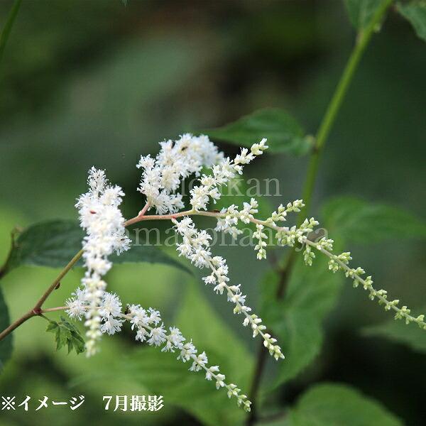 1ポット トリアシショウマ 10 5cmポット苗 山野草 今季開花終了 紫桜館 山の花屋 通販 Yahoo ショッピング