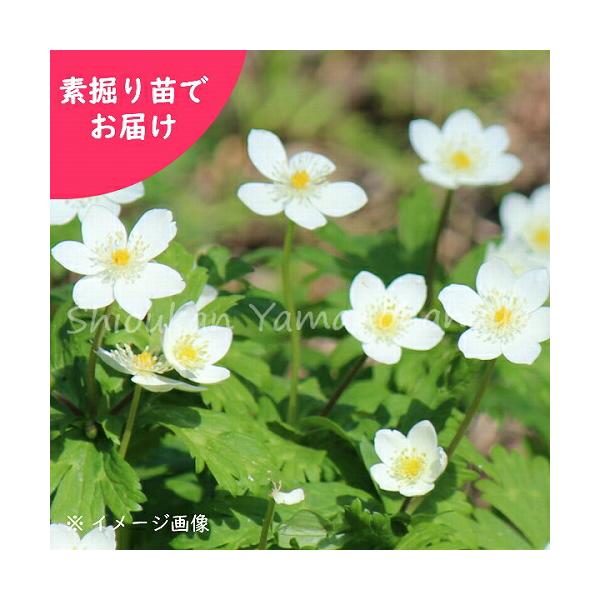 　和名：東北二輪草　学名：Anemoneflaccida　別名：フクベラ、ガショウソウ　草丈：１０~２０cm　分類：キンポウゲ科イチリンソウ属　耐寒性多年草　開花時期：４〜５月　耐暑性（弊社で経験済みの温度）：３０℃　耐寒性（弊社で経験済み...