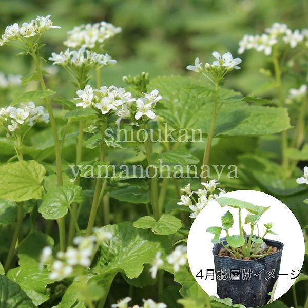 　和名：畑山葵　別名：山葵（やまわさび）　学名：Eutrema japonicum　分類：アブラナ科ワサビ属　耐寒性多年草　開花時期：３〜５月　管理場所：湿気のある半日陰　耐暑性（弊社で経験済みの温度）：３０℃　耐寒性（弊社で経験済みの温度...