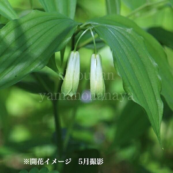 ホウチャクソウ 9〜10.5cmポット苗 山野草/耐寒性多年草/宝鐸草/※今季