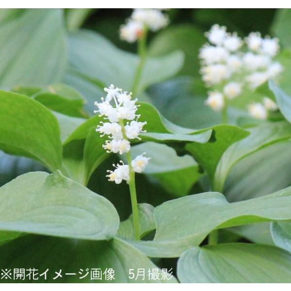 1ポット マイヅルソウ 9cmポット3芽植え苗 山野草 耐寒性多年草 舞鶴草 紫桜館 山の花屋 通販 Yahoo ショッピング