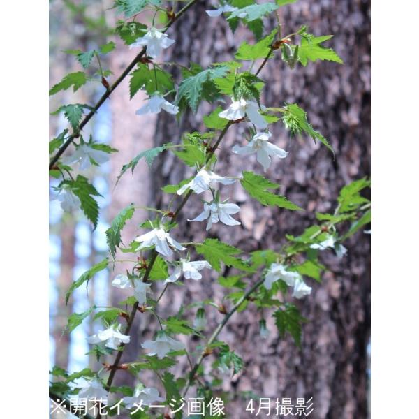 1ポット モミジイチゴ 9cmポット苗 果樹苗 紅葉苺 野苺 山いちご Buyee Buyee Japanese Proxy Service Buy From Japan Bot Online