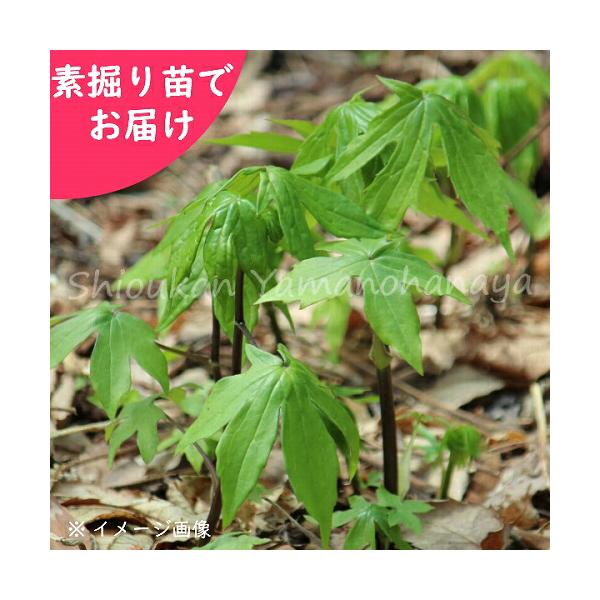 　和名：紅葉傘、紅葉笠（モミジガサ）　学名：Paraseneciodelphiniifolius　花言葉：幸福な日々　分類：キク科　耐寒性多年草　開花時期：８〜９月　耐暑性（弊社で経験済みの温度）：３０℃　耐寒性（弊社で経験済みの温度）：-...