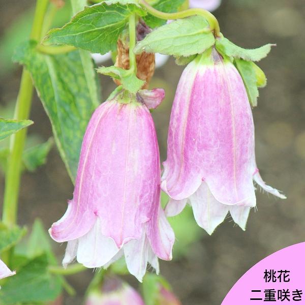　学名：Campanula punctata　　　（カンパニュラ プンクタータ）　和名：桃花二重咲き蛍袋　分類：キキョウ科ホタルブクロ属　耐寒性多年草　草丈：30〜50ｃｍ　開花時期：6〜7月　管理場所：日向〜半日陰　耐暑性（弊社で経験済み...