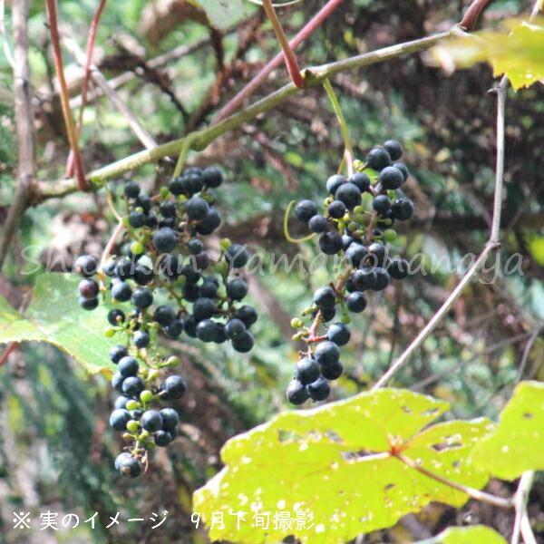 (1ポット)ヤマブドウ　12ｃｍポット雌木挿し木苗　 果樹苗/山葡萄/※落葉済み