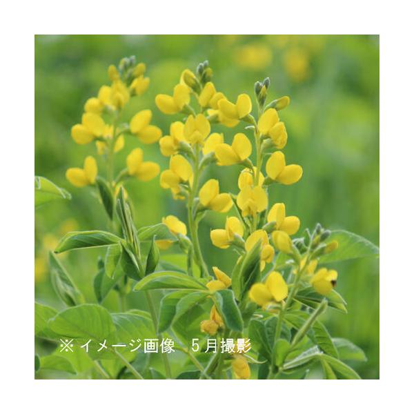 黄花センダイハギ100ポットセットの育て方と魅力