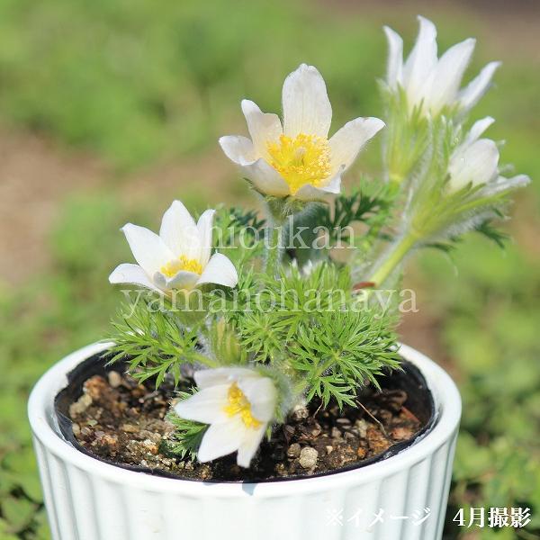 1ポット 西洋オキナグサ 白花 9 10 5cmポット苗 宿根草 耐寒性多年草 翁草 プルサティラ 今季開花終了 7 15葉が茂っています 紫桜館 山の花屋 通販 Yahoo ショッピング